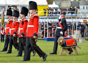 Regimental pet dog, George the Otterhound