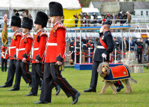 Regimental pet dog, George the Otterhound