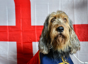 The Fusiliers' Regimental pet dog, George the Otterhound